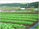 中島菜の栽培風景