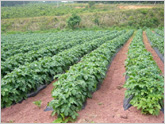 能登赤土馬鈴薯の栽培風景
